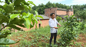 泉塘村村民正在修剪柚子樹樹枝。單位供圖
