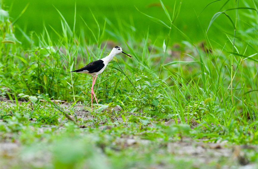 生態(tài)綠屏修復完成，吸引眾多野生動物在此棲息繁衍。翟鑫彬攝