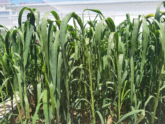 河北省張家口農(nóng)科院試驗田中的“張雜谷”正在茂盛生長。 受訪者供圖