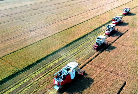 今年6月，河北省衡水市阜城縣碼頭鎮(zhèn)戈家墳村的麥田里，大型聯(lián)合收割機“組團”作業(yè)。 苗鳳強攝