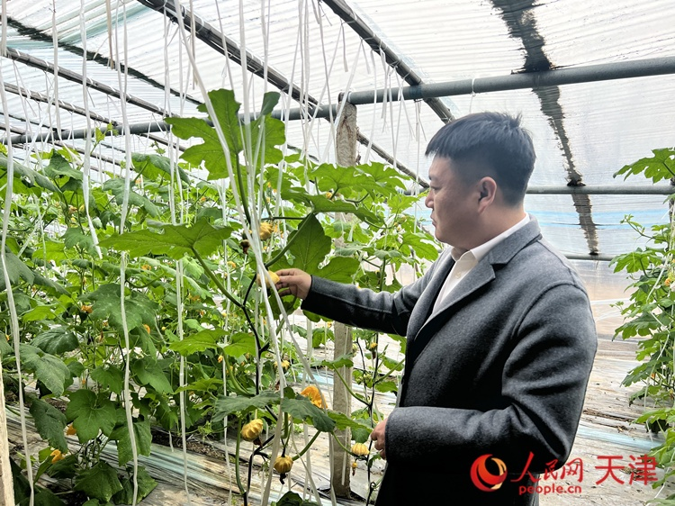 西青區(qū)辛口鎮(zhèn)大杜莊村黨總支書記、村委會主任畢紅鴿介紹當(dāng)下大棚里種植的造型奇特的文玩葫蘆。  人民網(wǎng) 孫翼飛攝
