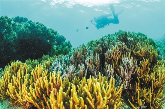 在三亞蜈支洲島附近海域，游客在體驗海底美景。 本報記者 武威 通訊員 韋尚婷 攝