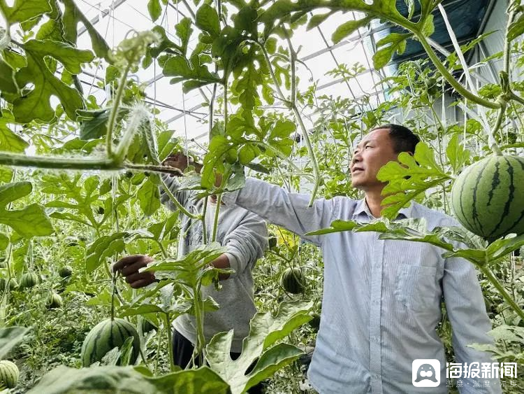 西瓜、藍(lán)莓、草莓上高原！山東濰坊援藏組因地制宜打造特色蔬菜發(fā)展中心