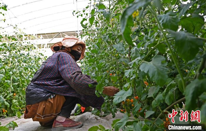 圖為巴珍在地里勞作?！≮w朗 攝