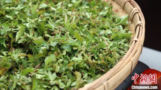 圖為班瑪藏雪茶。　孫睿 攝