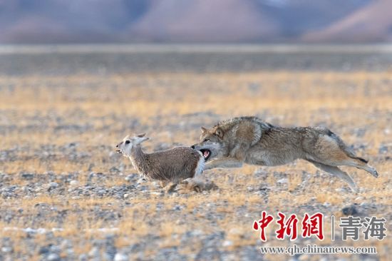 圖為獲獎(jiǎng)作品。同海元供圖