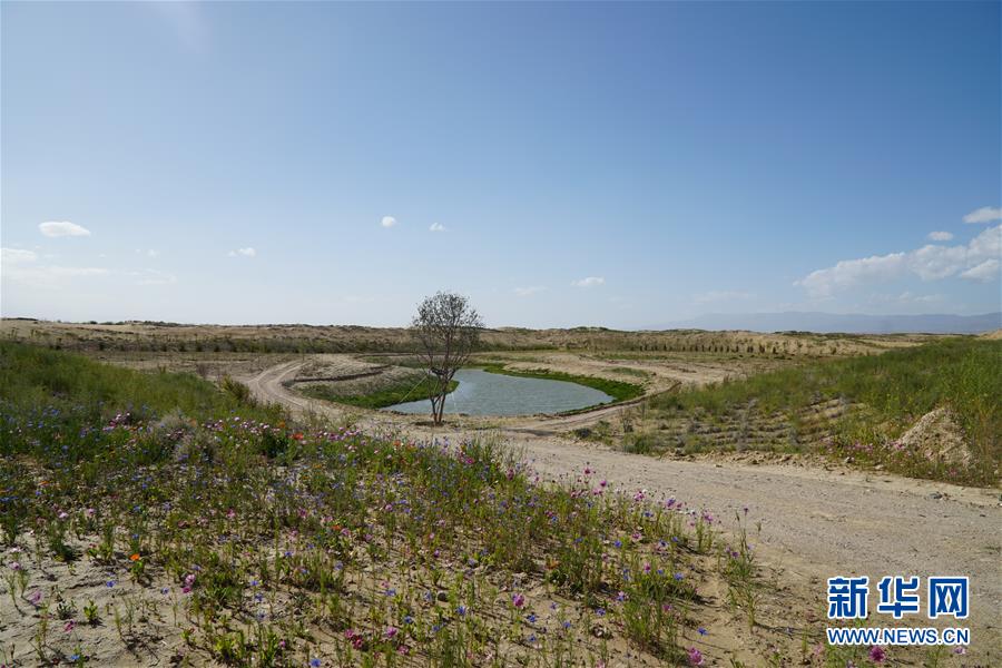 （決戰(zhàn)決勝脫貧攻堅·圖文互動）（4）高原鄉(xiāng)鎮(zhèn)沙珠玉 治沙斗貧成“綠?！薄嗪Ｊ」埠涂h沙珠玉鄉(xiāng)采訪見聞