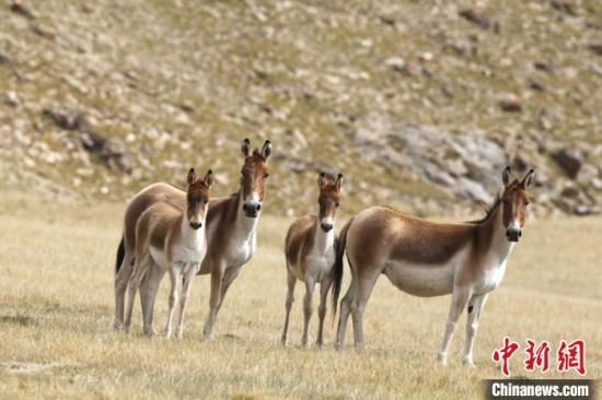 圖為三江源國家公園資料圖。三江源國家公園管理局供圖 　　