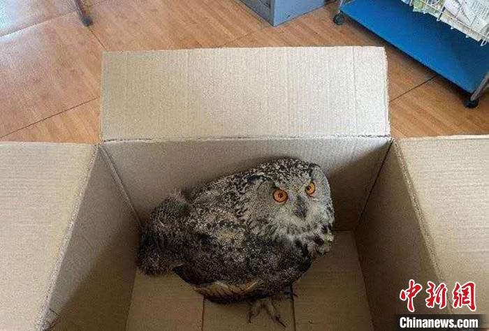 圖為青海省西寧市大通縣公安局森林警察大隊民警救助的國家二級保護(hù)野生動物——雕鸮。　青海省公安廳森林警察總隊供圖 攝