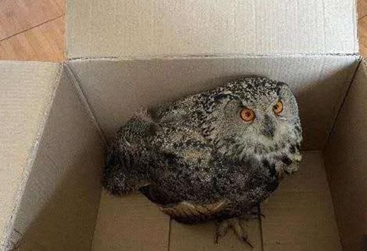 圖為青海省西寧市大通縣公安局森林警察大隊(duì)民警救助的國(guó)家二級(jí)保護(hù)野生動(dòng)物——雕鸮。　青海省公安廳森林警察總隊(duì)供圖 攝