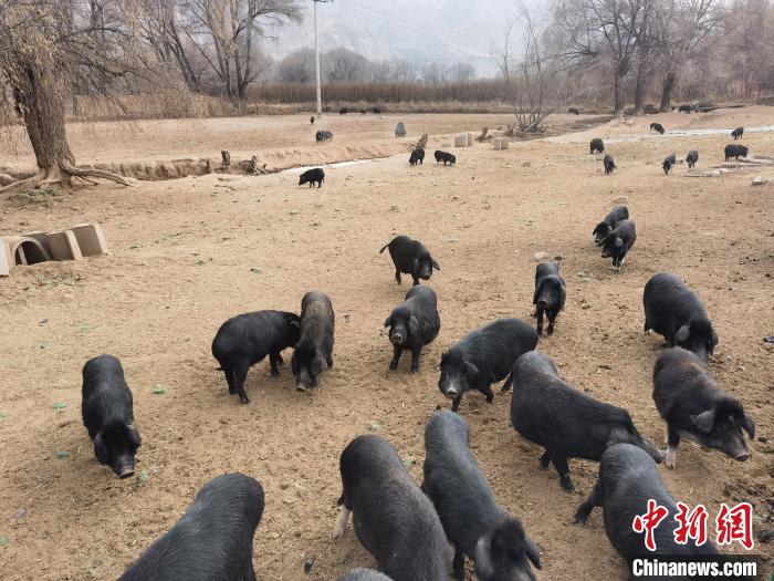 圖為藏香豬。　祁增蓓 攝