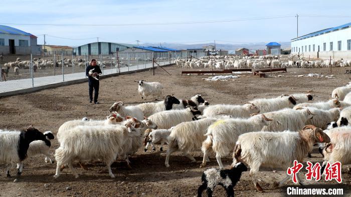 圖為馬金山查看羊羔長勢?！±铍h 攝