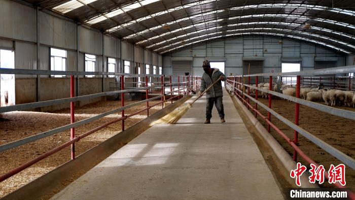 圖為放牧員扎布拉正在打掃羊棚衛(wèi)生。　李雋 攝