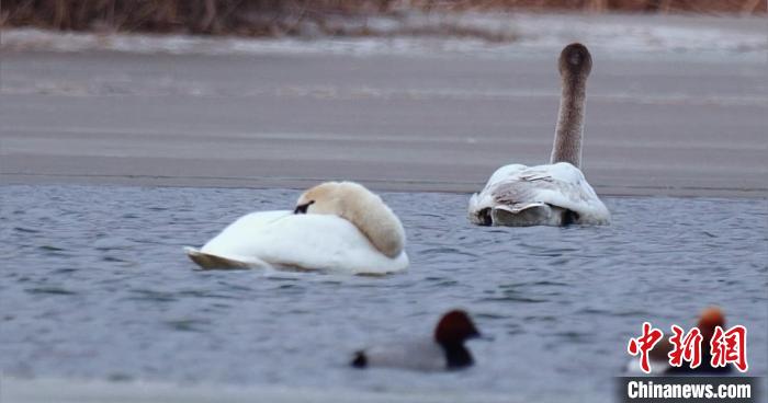 圖為疣鼻天鵝水面休憩。　青海國家公園觀鳥協(xié)會供圖 攝
