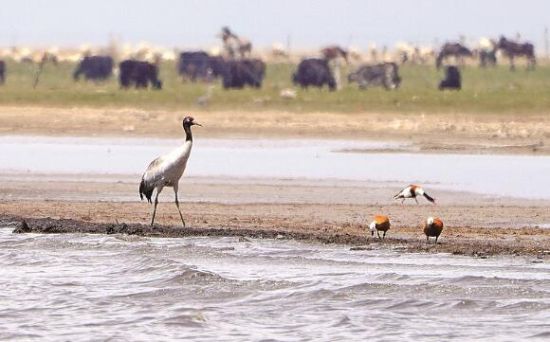  仙女灣一只黑頸鶴正在湖邊覓食。攝影：海東