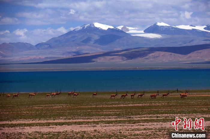 從317國道遠(yuǎn)眺達(dá)則錯(cuò)，湖岸藏羚羊與雪山美景令人矚目?！?lt;a target='_blank' ><p  align=