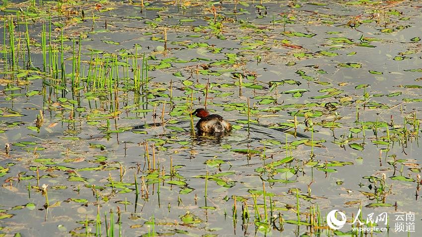 納帕海濕地內(nèi)遷徙停留的鳥(niǎo)。呂昊辰攝