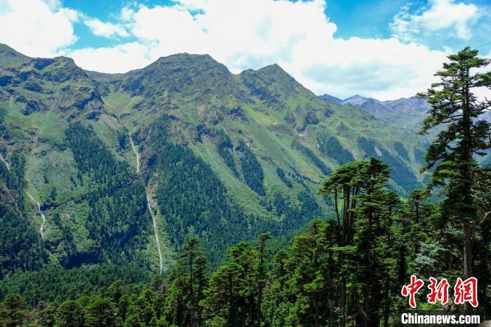 圖為西藏玉麥鄉(xiāng)森林資源。(資料圖) 江飛波 攝