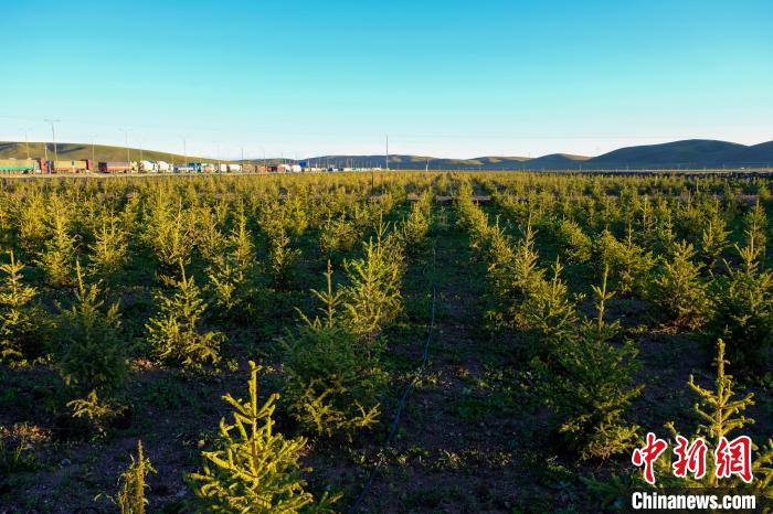 圖為科技團(tuán)隊在海拔4500米的西藏那曲種出“小森林”，其中超過7成成功越過5個冬天。　江飛波 攝