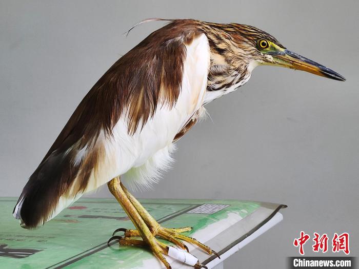 圖為被救助的國(guó)家一級(jí)重點(diǎn)保護(hù)動(dòng)物池鷺?！×鴿商?攝