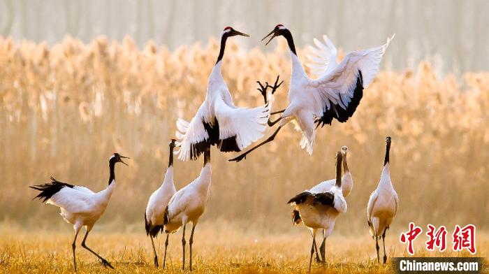 江蘇鹽城黃海濕地上的丹頂鶴?！←}城市委宣傳部供圖