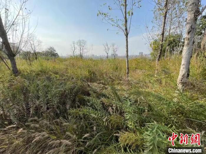 發(fā)現(xiàn)的加拿大一枝黃花。　楊波 攝