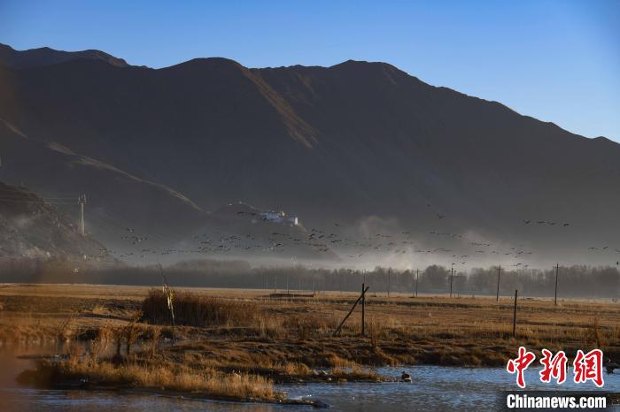 圖為拉薩市林周縣境內(nèi)飛翔的候鳥?！∝暩聛硭?攝