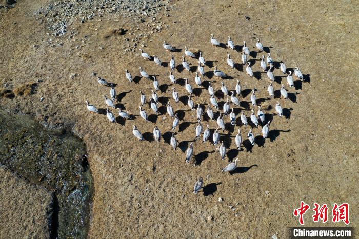 圖為拉薩市林周縣境內(nèi)越冬的候鳥?！∝暩聛硭?攝