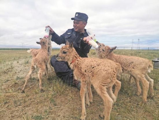  生命禁區(qū)的超級“奶爸”。