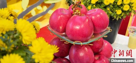 2021年10月15日，中國蘋果首屆產(chǎn)銷峰會暨甘肅平?jīng)龉焚Q(mào)易大會在平?jīng)鍪徐o寧縣開幕。(資料圖) 魏建軍 攝