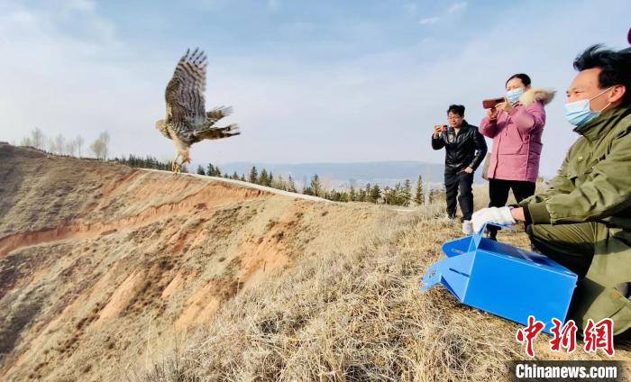 青海：救助、放歸四只國(guó)家二級(jí)保護(hù)野生動(dòng)物