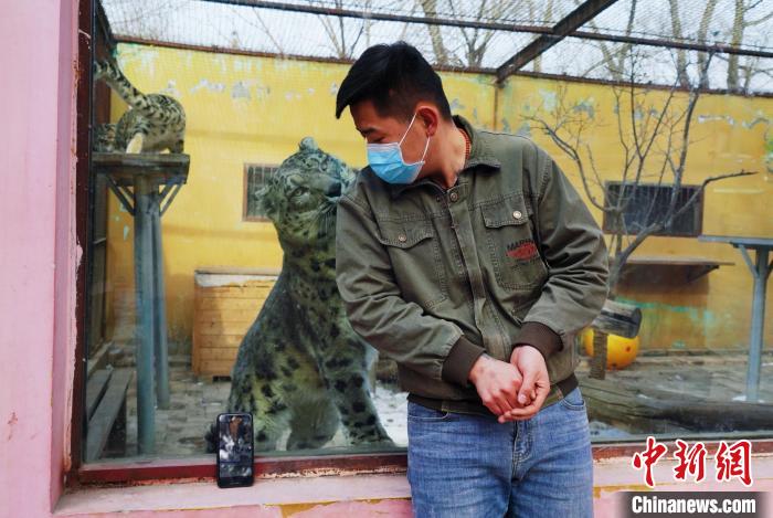 圖為雪豹“奶爸”史壽軍直播休息時與雪豹互動。　馬銘言 攝