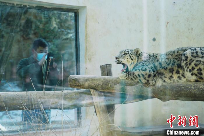 圖為雪豹“奶爸”史壽軍正在直播?！●R銘言 攝