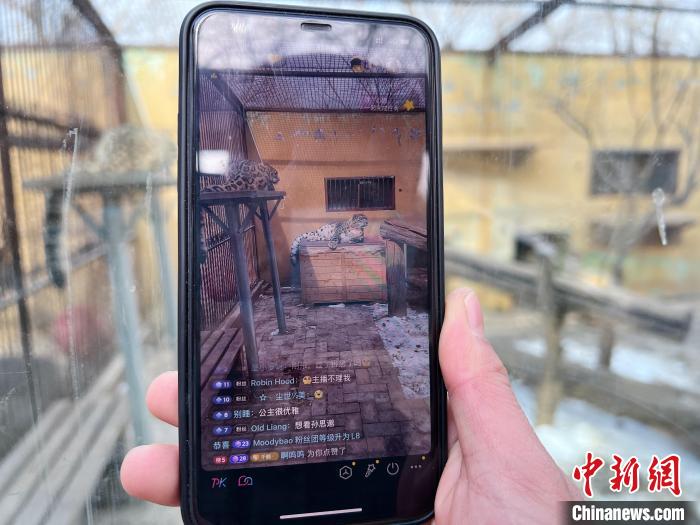 圖為雪豹“奶爸”史壽軍正在直播?！●R銘言 攝