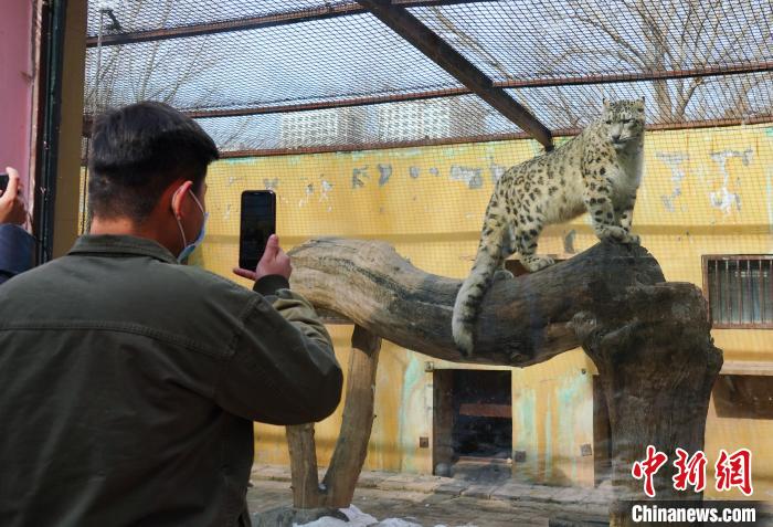 圖為雪豹“奶爸”史壽軍正在直播?！●R銘言 攝