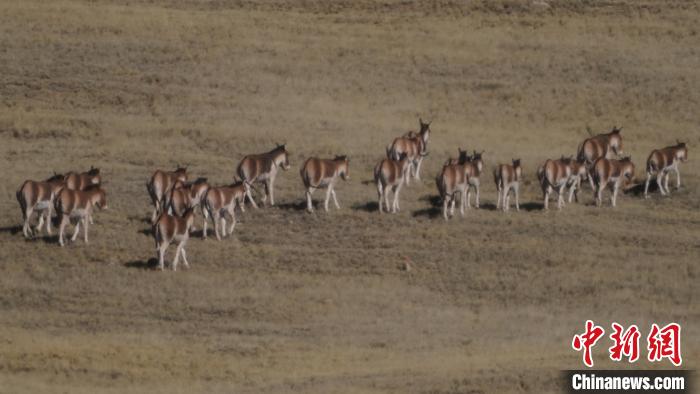 圖為草地上的西藏野驢。　安維斌 攝