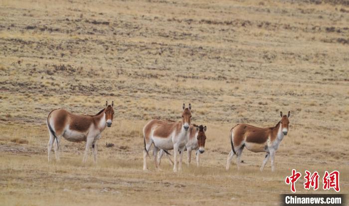 圖為草地上的西藏野驢?！“簿S斌 攝