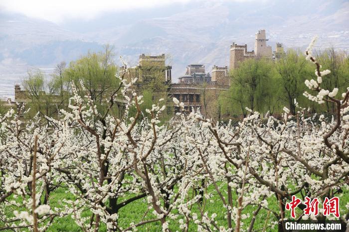 潔白的李花與村寨交相輝映，勾勒出一幅美麗的和諧生態(tài)畫卷?！『吻搴?攝