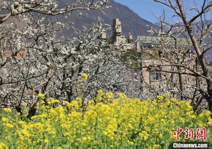 潔白的李花與村寨交相輝映，勾勒出一幅美麗的和諧生態(tài)畫卷?！『吻搴?攝