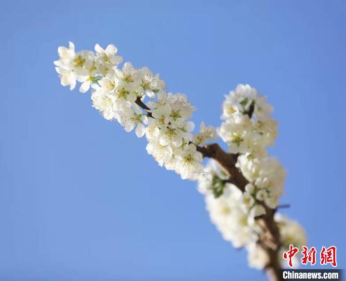 李花盛開?！『吻搴?攝