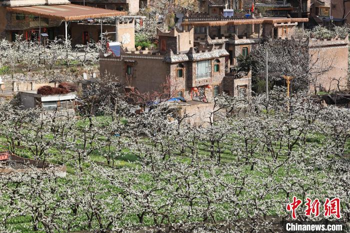 潔白的李花與村寨交相輝映，勾勒出一幅美麗的和諧生態(tài)畫卷?！『吻搴?攝