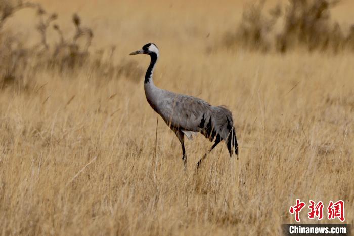 圖為灰鶴在青海海西蒙古族藏族自治州都蘭縣巴隆地區(qū)“閑庭漫步”?！?松太加 攝