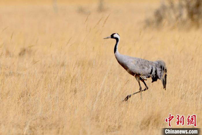 圖為灰鶴在青海海西蒙古族藏族自治州都蘭縣巴隆地區(qū)“閑庭漫步”?！?松太加 攝