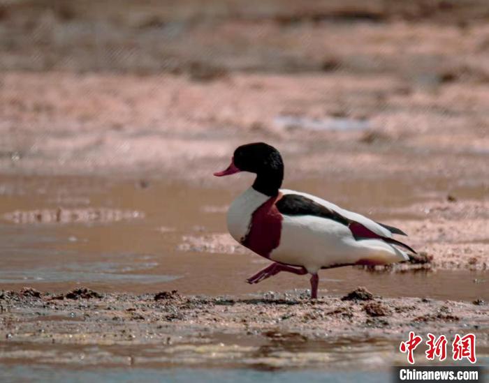 圖為翹鼻麻鴨。　功霸扎西 攝