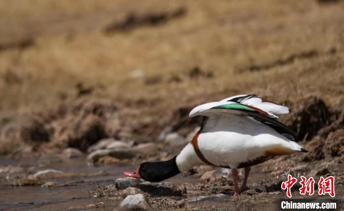 圖為翹鼻麻鴨?！」Π栽?攝