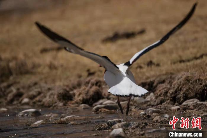 圖為騰飛的翹鼻麻鴨。　功霸扎西 攝