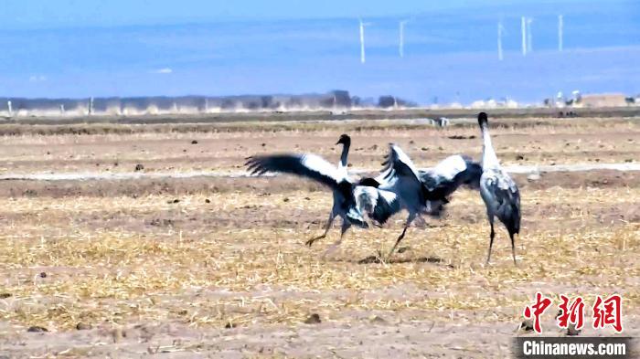 圖為黑頸鶴追逐嬉戲。　陳明章 攝