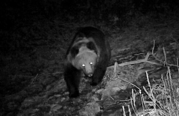 青?；ブ鄙?0年來首次發(fā)現(xiàn)棕熊活動(dòng)軌跡