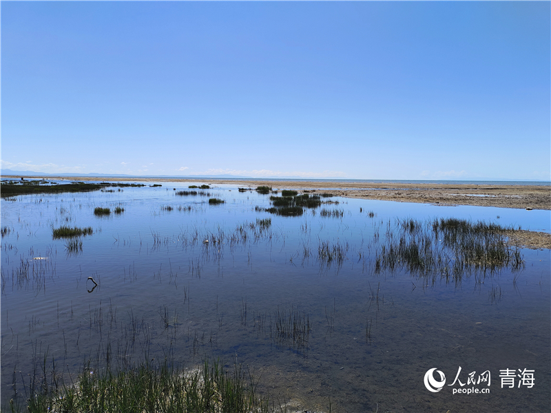   青海湖仙女灣。人民網(wǎng) 張莉萍攝