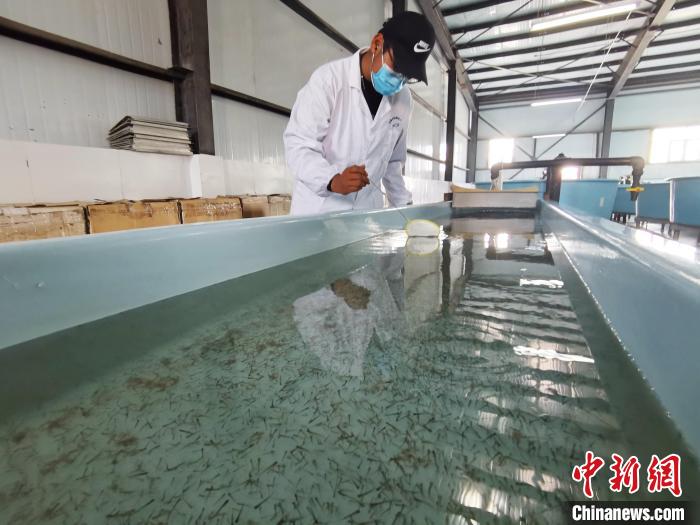 圖為工作人員檢查魚苗?！?zhí)砀?攝